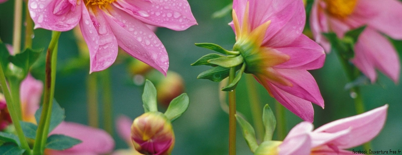 Nasturtium Flowers.jpg