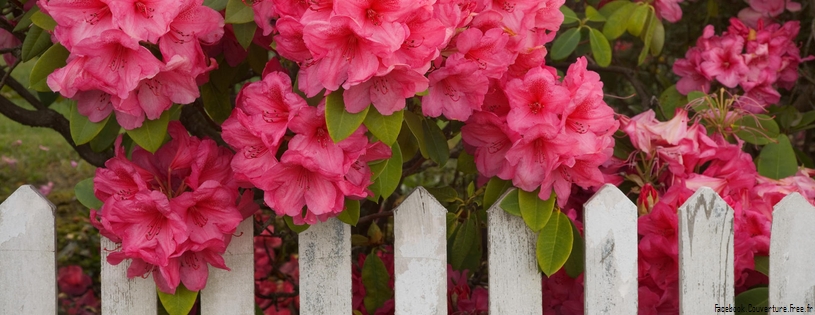 Rhododendrons, Mount Hood