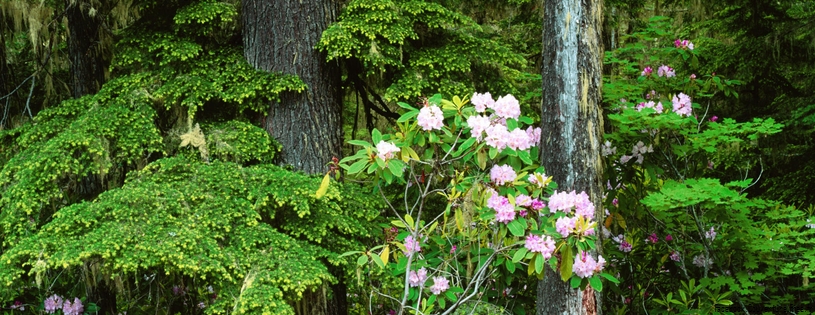 Rhododendrons.jpg