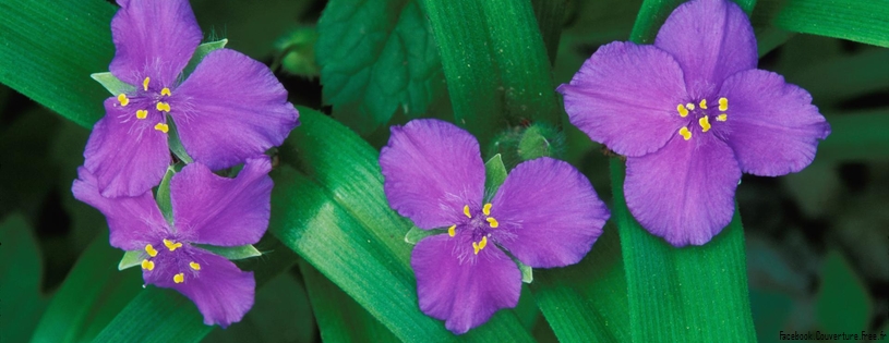 Spring Crocus