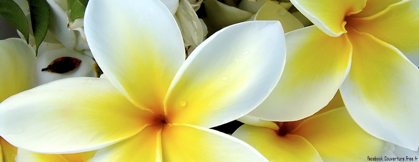 Tropical Plumeria