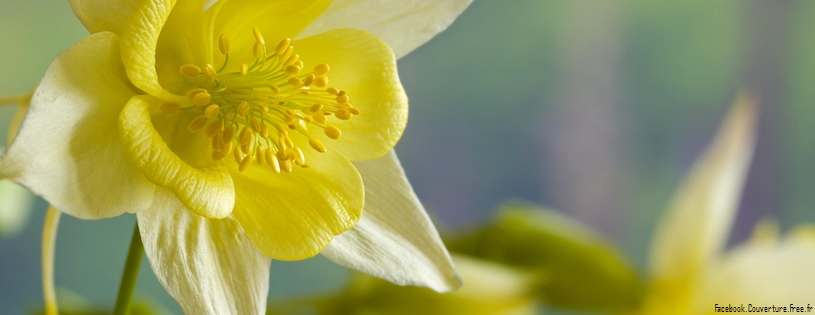 Yellow Iris