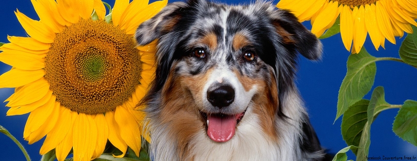 Chiens_Chios_Couverture_facebook (2).jpg