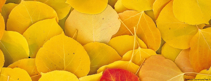 Cover FB  Aspen Leaves, Eastern Sierra, California