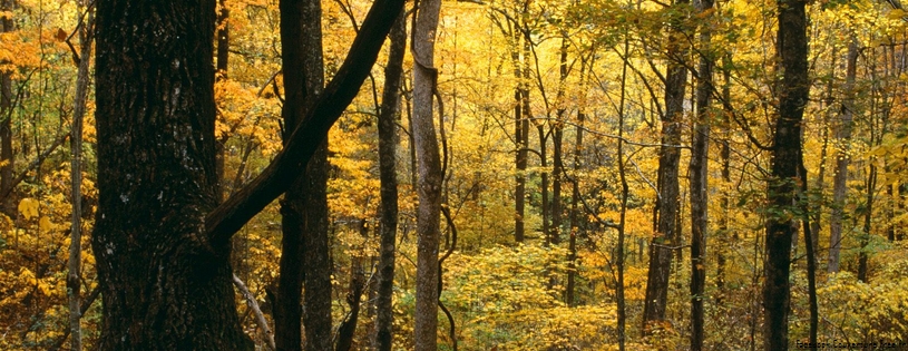 Cover_FB_ Autumn_Forest,_Great_Smoky_Mountains_National_Park,_Tennessee.jpg