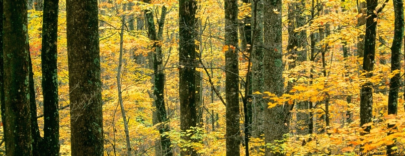 Cover_FB_ Autumn_Forest,_Great_Smoky_Mountains_National_Park,_Tennessee01.jpg