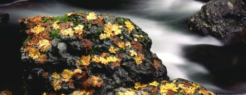 Cover_FB_ Autumn_Leaf_Covered_Rock,_Elk_River,_Oregon.jpg