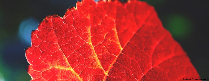 Cover_FB_ Autumn_Leaf_in_Vineyards.jpg
