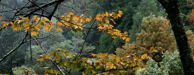 Cover_FB_ Autumn_Maple_Great,_Smoky_Mountains,_Tennessee.jpg