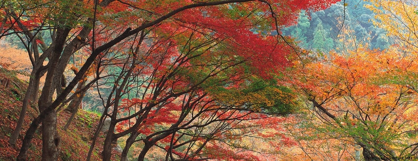 Cover_FB_ Autumn's_Garden_Path.jpg