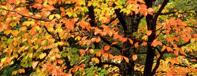 Cover_FB_ Beech_Tree_in_Autumn,_Washington_Park,_Portland_Oregon.jpg