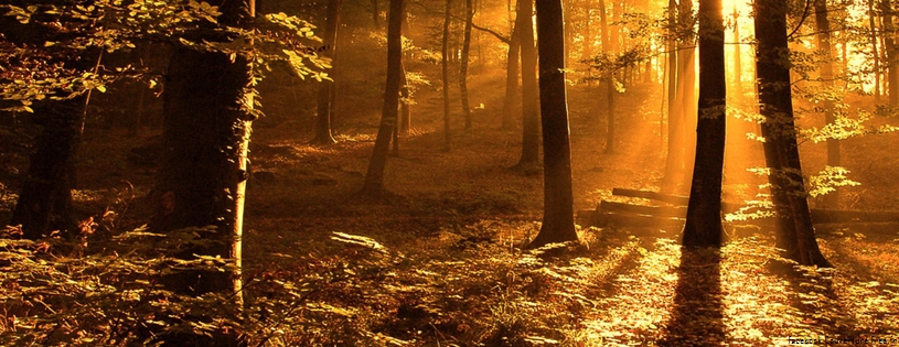 Cover Fb Nature Forest Landscape Wds 5000 Photos De Couverture