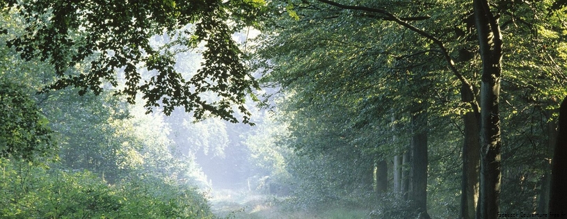 Cover FB  Sun-Rays-in-the-Forest-Germany