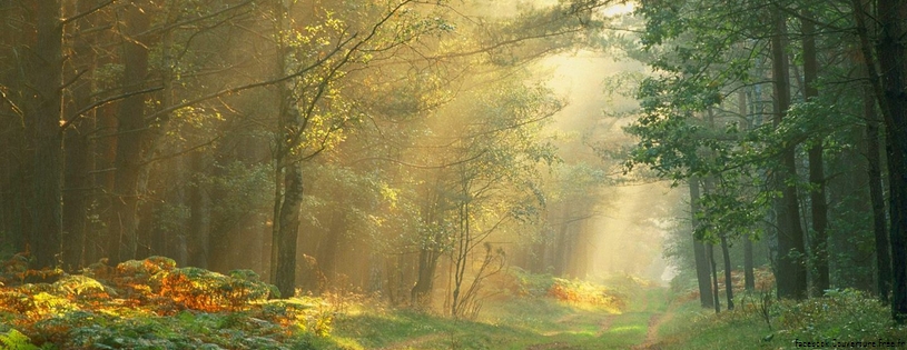 Cover_FB_ Sun-rays-in-the-woods.jpg