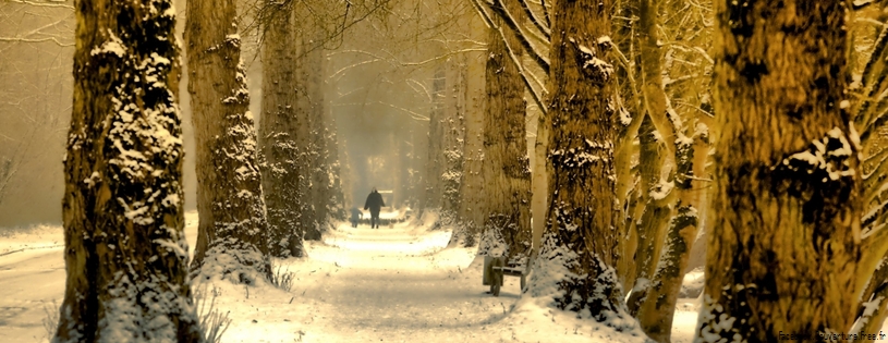 beautiful tree alley winter-cover-815x315