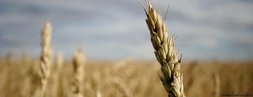 Champs_agriculture _fb cover (25).jpg