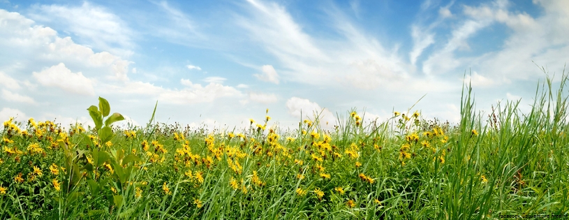 Cover FB  nature prairie herbes folles 0046