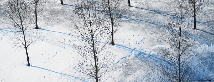 Cover_FB_ Snow-trees-arbre-cover.jpg