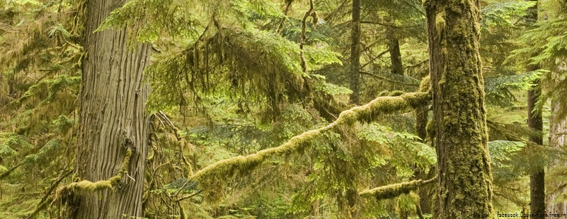 Cover FB  Old Growth Rainforest, Pacific Rim National Park, Vancouver Island, British Columbia, Canada