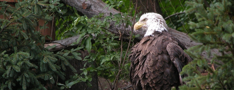 00093 baldeagle Facebook Cover