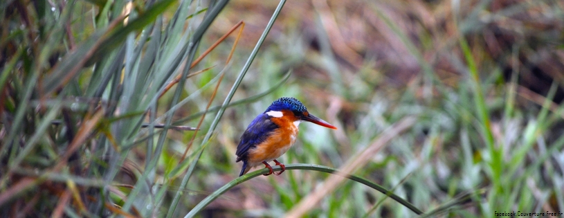 baby_kingfisher-Facebook_Cover.jpg