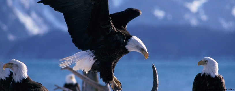 beautiful eagle Facebook_Cover.jpg