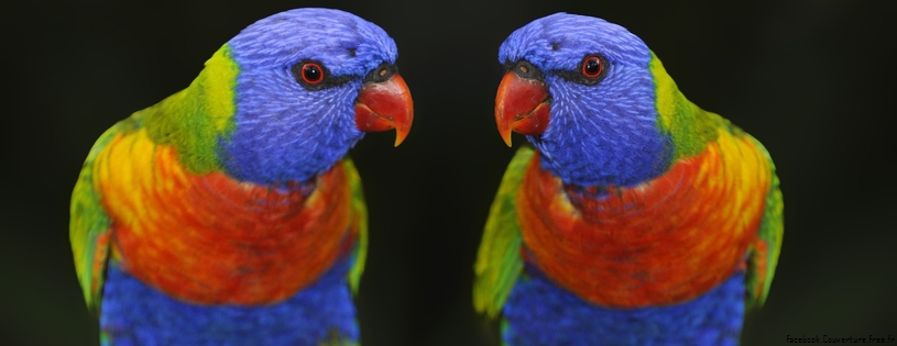 cute colour parrots-Facebook Cover