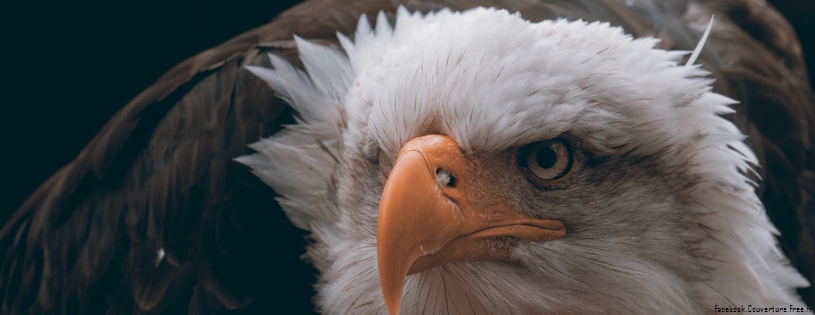 fierce eagle-Facebook Cover