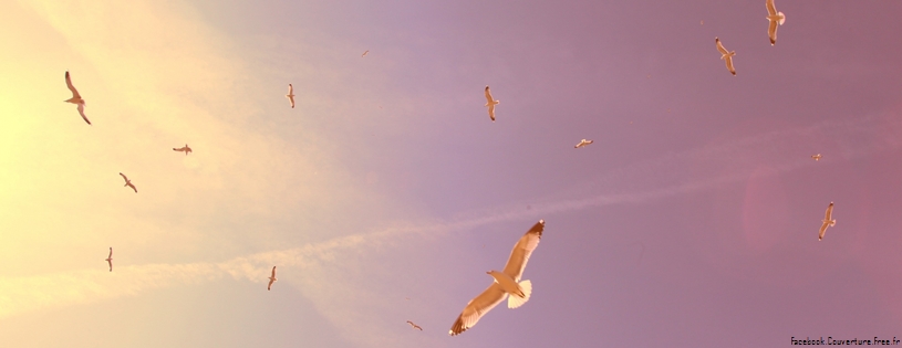 flying seagulls-Facebook Cover