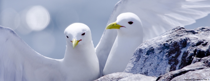 kittiwakes-Facebook Cover