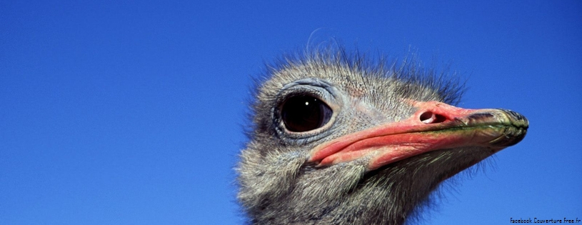 ostrich head Facebook_Cover.jpg