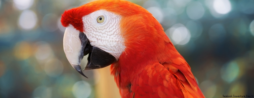 parrot Facebook Cover