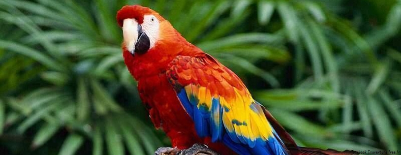 scarlet_macaw_parrot.jpg