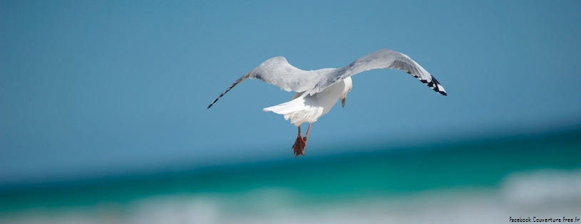 seagull Facebook Cover