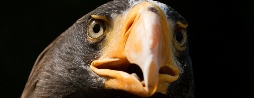 stellers sea eagle-Facebook Cover