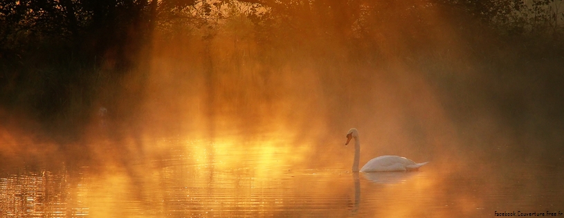 Swan 851x315.jpg