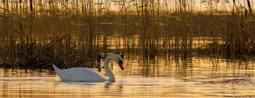 swan_2-Facebook_Cover.jpg