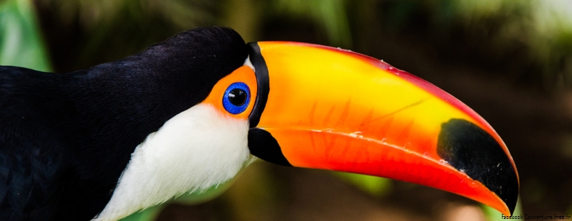 toucan 2Facebook Cover