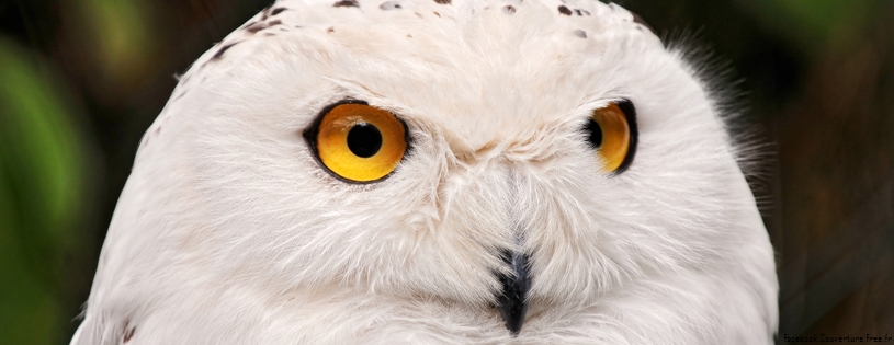 white_owl_3-Facebook_Cover.jpg