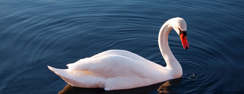 white_swan_in_waterFacebook_Cover.jpg