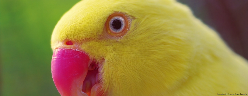 yellow parrot-Facebook Cover