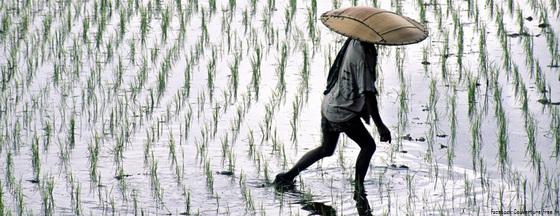 Rice Fields, Bali, Indonesia.jpg