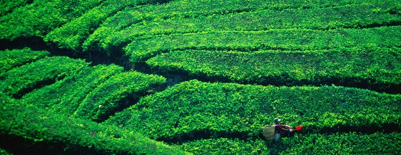 Tea Plantation Harvesting, Cameron Highlands, Malaysia