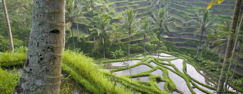 Terraced Rice Paddies, Ubud Area, Bali, Indonesia.jpg