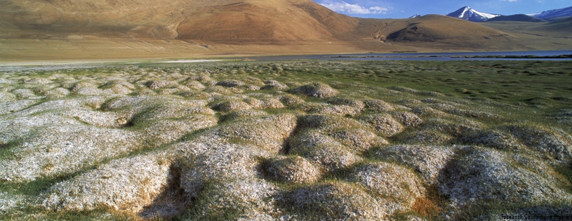 Tussocks of Permafrost, Ladakh, India.jpg