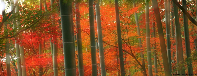 Bamboo Forest, Arashiyama Park, Kyoto, Japan.jpg