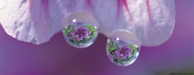 Tree Mallow, Obuchizawa, Yamanashi, Japan.jpg