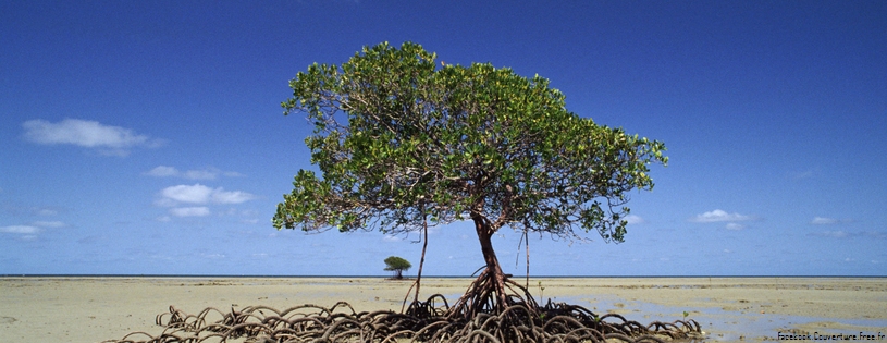 Cover_FB_ Mangrove Tree, Daintree National Park, Australia.jpg