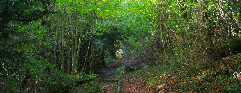 Cover FB  Between Dorking and Merstham on the North Downs Way, England