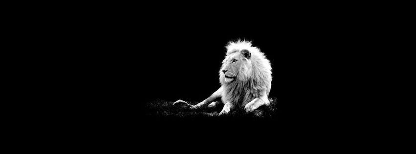 Superbe Lion blanc.jpg